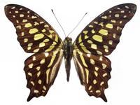 Graphium agamemnon agamemnon