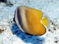 Chaetodon kleinii, Sunburst butterflyfish: fisheries, aquarium