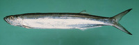 Chirocentrus dorab, Dorab wolf-herring: fisheries, gamefish, bait