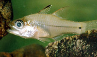 Apogon amboinensis, Amboina cardinalfish: