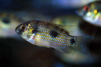 Anomalochromis thomasi, :