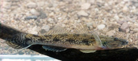 Glossogobius aureus, Golden tank goby: