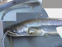 Wallago attu, Wallago: fisheries, gamefish