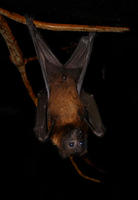 Image of: Pteropus giganteus (Indian flying fox)