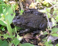 Bombina bombina - Fire-Bellied Toad