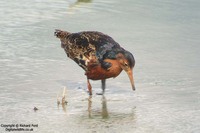 Philomachus pugnax - Ruff