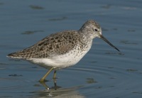 Tringa stagnatilis - Marsh Sandpiper