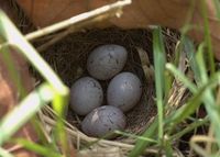 Emberiza citrinella - Yellowhammer