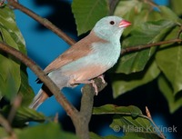 Uraeginthus cyanocephalus - Blue-capped Cordonbleu