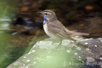 Luscinia svecica - Bluethroat