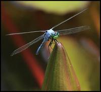 Image of: Erythemis simplicicollis