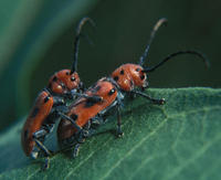 Image of: Tetraopes tetraophthalmus