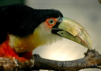 Ramphastos dicolorus - Red-breasted Toucan
