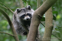 Procyon minor - Guadeloupe Raccoon