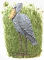 Image of: Balaeniceps rex (shoebill)