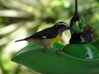 Image of: Coereba flaveola (bananaquit)