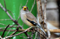 Image of: Eophona migratoria (yellow-billed grosbeak)