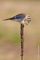 Image of: Falco sparverius (American kestrel)