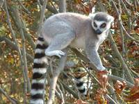 Lemur catta - Lemur catta