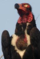 Image of: Sarcogyps calvus (red-headed vulture)