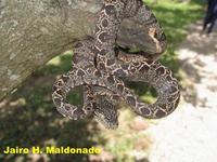 Image of: Corallus hortulanus (Amazon tree boa)