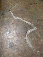Image of: Serpentes (snakes)