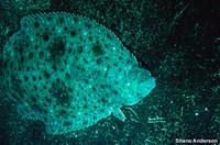 Paralichthys californicus - California Flounder