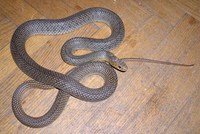Dolichophis caspius