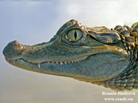 Caiman crocodilus crocodilus