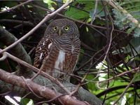 Asian Barred Owlet - Glaucidium cuculoides