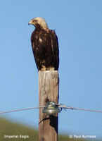 Imperial Eagle - Aquila heliaca