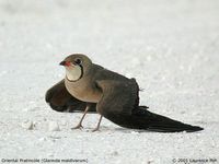 Oriental Pratincole - Glareola maldivarum