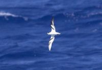 Bonin Petrel - Pterodroma hypoleuca