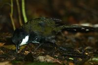 Eastern Whipbird