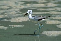 Crab Plover - Dromas ardeola