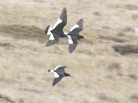 Magellanic Oystercatcher - Haematopus leucopodus