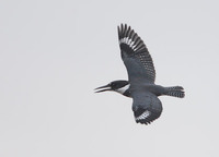 Belted Kingfisher (Ceryle alcyon) photo