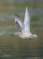 Red Knot (Calidris canutus) photo