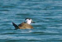 White-headed Duck (Oxyura leucocephala) photo