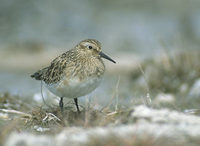 Baird's Sandpiper (Calidris bairdii) photo