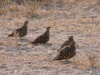 Namaqua Sandgrouse - Pterocles namaqua