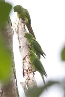 White-eyed Parakeet - Aratinga leucophthalmus