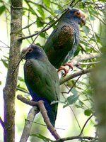 White-crowned Parrot - Pionus senilis