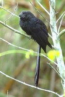 Groove-billed Ani - Crotophaga sulcirostris