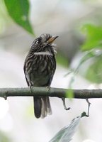 White-chested Puffbird - Malacoptila fusca