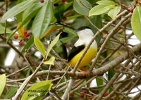 White-collared Manakin - Manacus candei