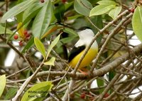 White-collared Manakin - Manacus candei