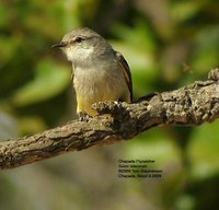 Chapada Flycatcher - Suiriri islerorum