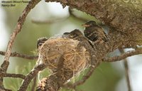 Western Wood-Pewee - Contopus sordidulus