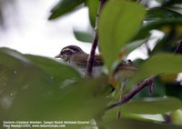 Eastern Crowned Leaf-Warbler - Phylloscopus coronatus